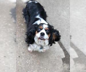 Cavalier King Charles Spaniel Dogs for adoption in Lancaster, PA, USA