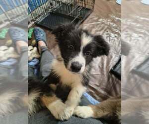 Australian Shepherd-Unknown Mix Dogs for adoption in Aurora, IN, USA