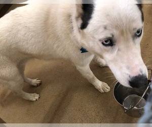 Alaskan Husky-Unknown Mix Dogs for adoption in Canon City, CO, USA