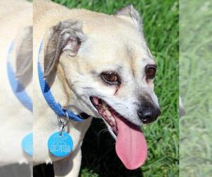 Chihuahua-Unknown Mix Dogs for adoption in Antioch, CA, USA