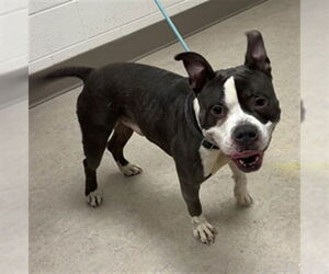 American Pit Bull Terrier-Unknown Mix Dogs for adoption in Saginaw, MI, USA