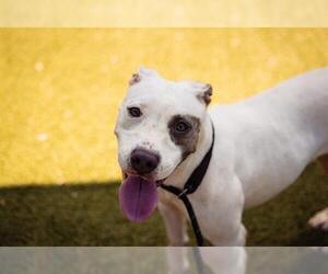 American Pit Bull Terrier-Labrador Retriever Mix Dogs for adoption in Orlando, FL, USA