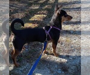 Chiweenie Dogs for adoption in Roxboro, NC, USA