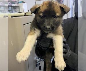 Siberian Husky-Unknown Mix Dogs for adoption in Visalia, CA, USA