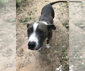 American Pit Bull Terrier Dogs for adoption in Athens, TX, USA