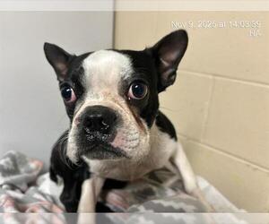 Boston Terrier-Unknown Mix Dogs for adoption in Ocala, FL, USA