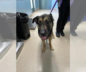 German Shepherd Dog Dogs for adoption in Newton, NC, USA