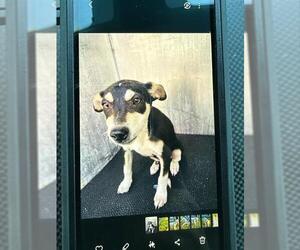 Chihuahua-Unknown Mix Dogs for adoption in San Antonio, TX, USA