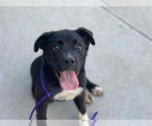 Labrador Retriever Dogs for adoption in Tulsa, OK, USA