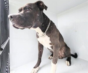 Mutt Dogs for adoption in Houston, TX, USA