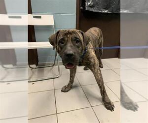 Mutt Dogs for adoption in Corpus Christi, TX, USA