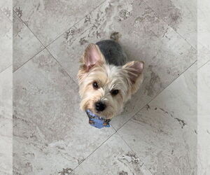 Mutt Dogs for adoption in Valrico, FL, USA