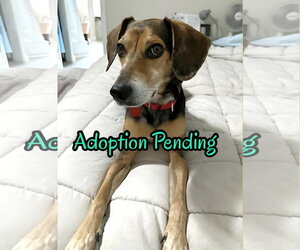 American Foxhound-Beagle Mix Dogs for adoption in Dunnellon, FL, USA