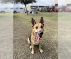 German Shepherd Dog-Huskies  Mix Dogs for adoption in Sugar Land, TX, USA