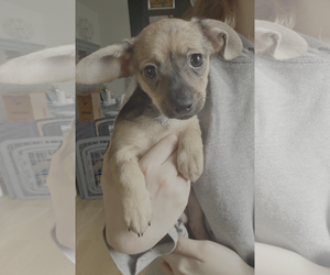 Chiweenie Dogs for adoption in Bellevue, WA, USA