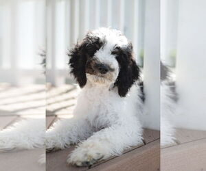 Mutt Dogs for adoption in Sandy, UT, USA