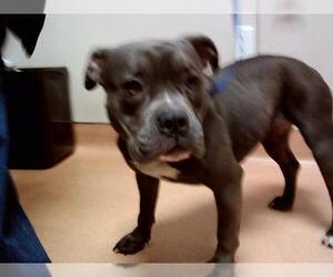 American Pit Bull Terrier Dogs for adoption in Martinez, CA, USA