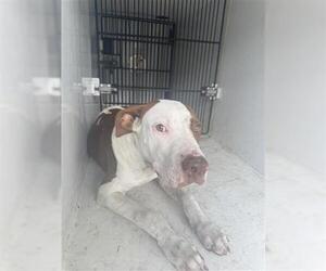 American Pit Bull Terrier-Unknown Mix Dogs for adoption in Houston, TX, USA
