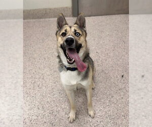 Gerberian Shepsky Dogs for adoption in Brighton, CO, USA