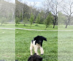 Poodle (Standard)-Unknown Mix Dogs for adoption in Aurora, IN, USA
