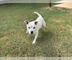 American Bulldog-Unknown Mix Dogs for adoption in Grovetown, GA, USA