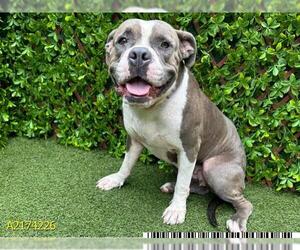 American Bulldog Dogs for adoption in West Palm Beach, FL, USA