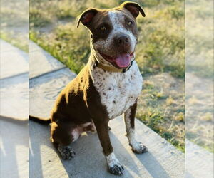 American Pit Bull Terrier-Pointer Mix Dogs for adoption in San Diego, CA, USA