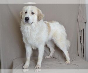 Great Pyrenees Dogs for adoption in Oroville, CA, USA