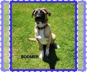 Mutt Dogs for adoption in Granbury, TX, USA