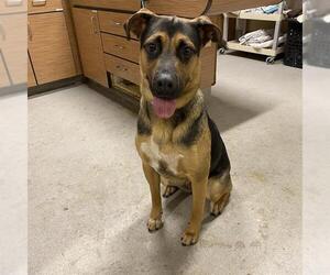 American Pit Bull Terrier-German Shepherd Dog Mix Dogs for adoption in Modesto, CA, USA