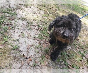 Poodle (Miniature) Dogs for adoption in Bonifay , FL, USA