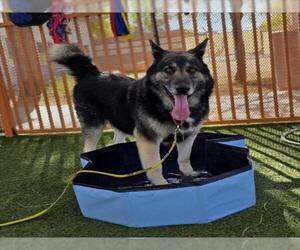 German Shepherd Dog-Unknown Mix Dogs for adoption in Las Vegas, NV, USA