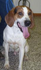 Treeing Walker Coonhound-Unknown Mix Dogs for adoption in Marion, IA, USA