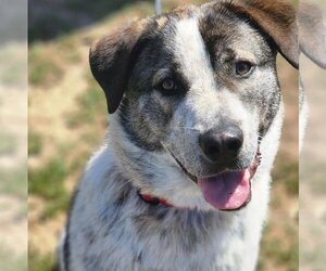 Anatolian Shepherd-Unknown Mix Dogs for adoption in Vallejo, CA, USA