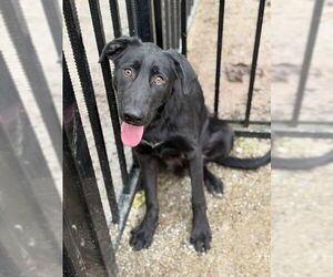Labrador Retriever Dogs for adoption in Riverside, CA, USA