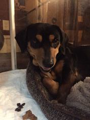 Dachshund Dogs for adoption in Denton, TX, USA