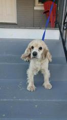 Cocker Spaniel Dogs for adoption in Lancaster, PA, USA