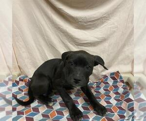 Great Dane-Unknown Mix Dogs for adoption in Modesto, CA, USA