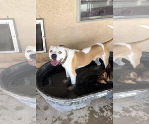 American Bulldog Dogs for adoption in Chandler, AZ, USA
