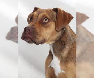 Mutt Dogs for adoption in Burbank, CA, USA