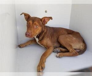Vizsla Dogs for adoption in Houston, TX, USA