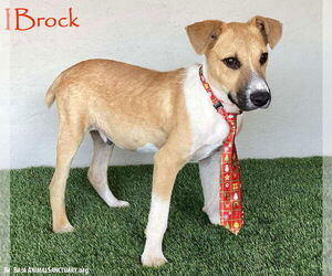 Collie-Labrador Retriever Mix Dogs for adoption in San Diego, CA, USA
