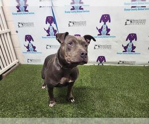 American Pit Bull Terrier Dogs for adoption in Orlando, FL, USA