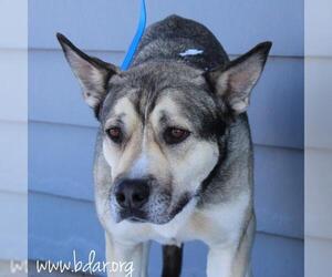 Siberian Husky-Unknown Mix Dogs for adoption in Cheyenne, WY, USA