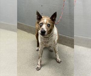 Labrador Retriever-Unknown Mix Dogs for adoption in Las Vegas, NV, USA