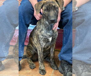 Mastiff-Plott Hound Mix Dogs for adoption in Amarillo, TX, USA