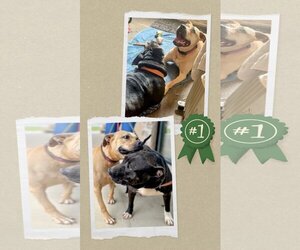 Bullmasador Dogs for adoption in columbia, SC, USA