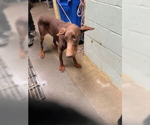 Doberman Pinscher Dogs for adoption in Stockton, CA, USA