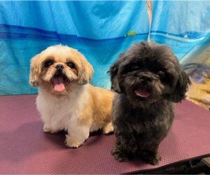 Shih Tzu Dogs for adoption in Tampa, FL, USA