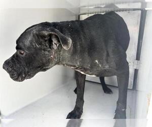 Labrador Retriever-Unknown Mix Dogs for adoption in Houston, TX, USA
